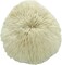 Mushroom Sea Coral | White Real Mushroom Coral 3”-4” (1 Piece) | Aquarium Ornament for Decoration